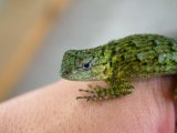 ■マラカイトハリトカゲ　ペア　　　　　　個体管理色　青