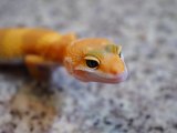 ■ヒョウモントカゲモドキ　No.1　　　品種　ハイポタンジェリン