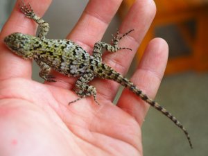 画像6: ■マラカイトハリトカゲ　ペア　　　　　　個体管理色　赤