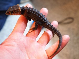 画像3: ■アカメカブトトカゲ　ペア