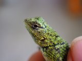 ■マラカイトハリトカゲ　ペア　　　　　　個体管理色　赤