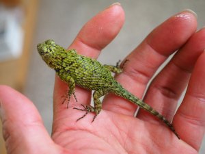 画像3: ■マラカイトハリトカゲ　ペア　　　　　　個体管理色　赤