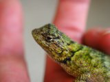 ■マラカイトハリトカゲ　オス