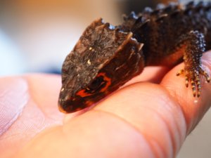 画像4: ■アカメカブトトカゲ　ペア