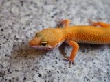 ■ヒョウモントカゲモドキ　No.1　　品種 スーパーハイポタンジェリン