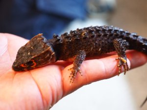 画像6: ■アカメカブトトカゲ　ペア