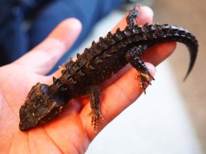 画像5: ■アカメカブトトカゲ　ペア