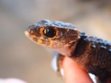 ■アカメカブトトカゲ　ペア