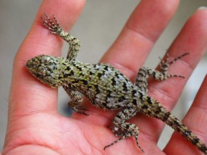 画像5: ■マラカイトハリトカゲ　ペア　　　　　　個体管理色　赤