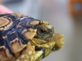 ■ヒョウモンリクガメ　No.7