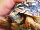 ■ヒョウモンリクガメ　No.6