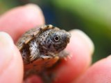 ■カブトニオイガメ