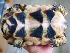 画像5: ■マルギナータリクガメ　No.2