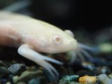 ■アルビノツメガエル