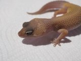 ■ヒョウモントカゲモドキ　　　　　品種　ブレイジングブリザード　No.1