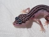■ヒョウモントカゲモドキ　　　　　　品種　スーパーマックスノー　No.1