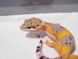 ■ヒョウモントカゲモドキ　No.2　　　品種　ハイポタンジェリン