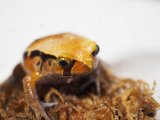 ■サビトマトガエル　　No.2