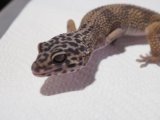 ■ヒョウモントカゲモドキ　No.1　　品種　スノージャングル