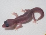 ■ヒョウモントカゲモドキ　No.1　　　品種　プラチナ