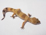 ■ヒョウモントカゲモドキ　　　　　　品種　ハイポ