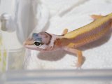 ■ヒョウモントカゲモドキ　No.1　　品種 ストライプデザイナー