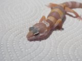■ヒョウモントカゲモドキ　No.1　　品種　アルビノ