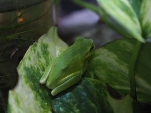 画像3: ■ハロウェルアマガエル