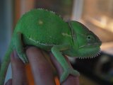 ■エボシカメレオン　メス