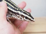 ■ヨスジゾノサウルス　No.1