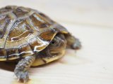 ■ガルフコーストハコガメ　　　　　品種　ダークブラウン×ブラック