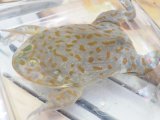 ■バジェットガエル　No.2