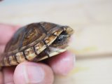 ■シロクチドロガメ　暫定オス