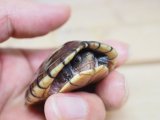 ■シロクチドロガメ　暫定メス