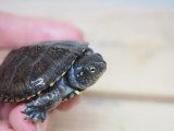 ■ヨーロッパヌマガメ