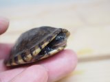 ■シロクチドロガメ　暫定オス