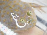 ■バジェットガエル　No.1 