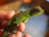 ■インドシナウォータードラゴン 