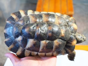 画像6: ■マルギナータリクガメ　No.2