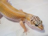 ■ヒョウモントカゲモドキ　No.1　　品種　ジャングル