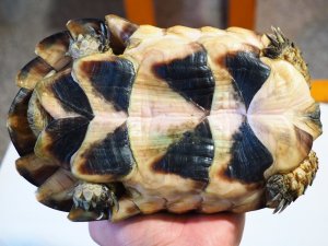 画像7: ■マルギナータリクガメ　No.2