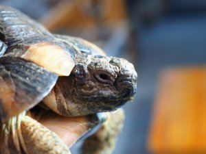 画像8: ■マルギナータリクガメ　No.2