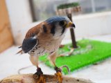 ■アメリカチョウゲンボウ　オス