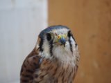 ■アメリカチョウゲンボウ　メス