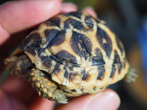 画像6: ■インドホシガメ　約58mm　No.1　　　　　※訳アリ個体