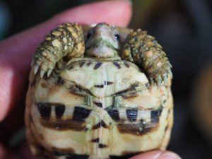 画像5: ■インドホシガメ　約58mm　No.1　　　　　※訳アリ個体