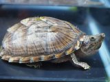 ■カブトニオイガメ　8.8cm