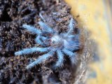 ■キューバンブロンズタランチュラ　 