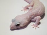 ■ヒョウモントカゲモドキ　No.1　　　　●品種 ディアブロブランコ　性別 オス