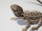 ■フトアゴヒゲトカゲ　 管理記号 G　　●品種 ノーマル　 性別 メス